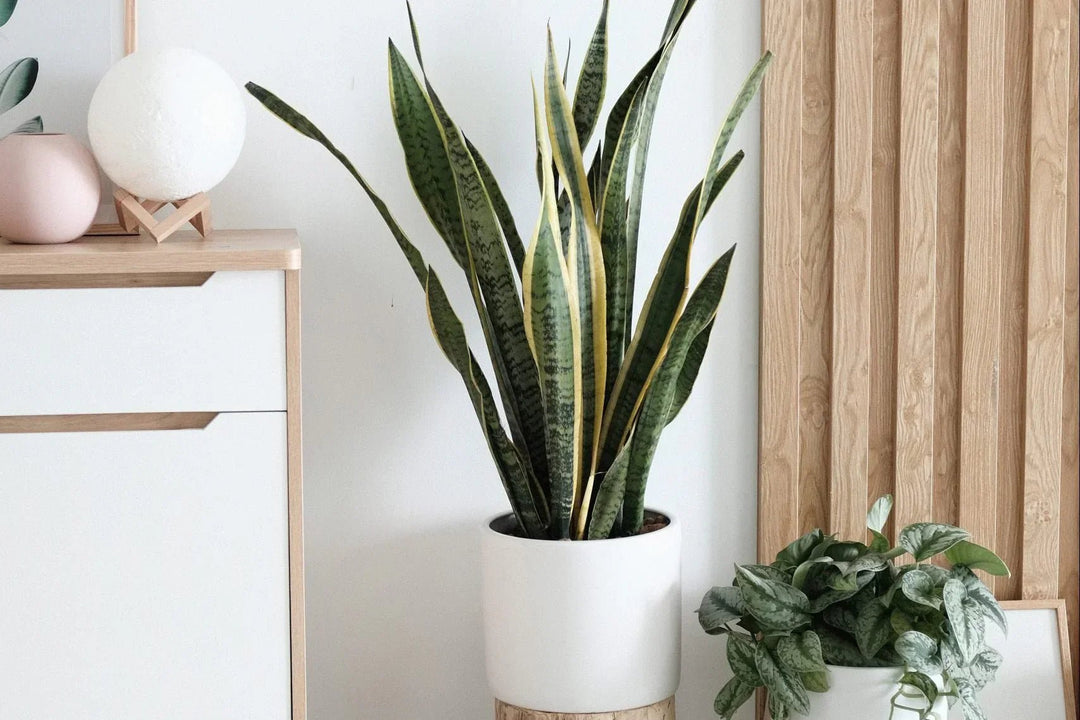 2025 Living Room Trends